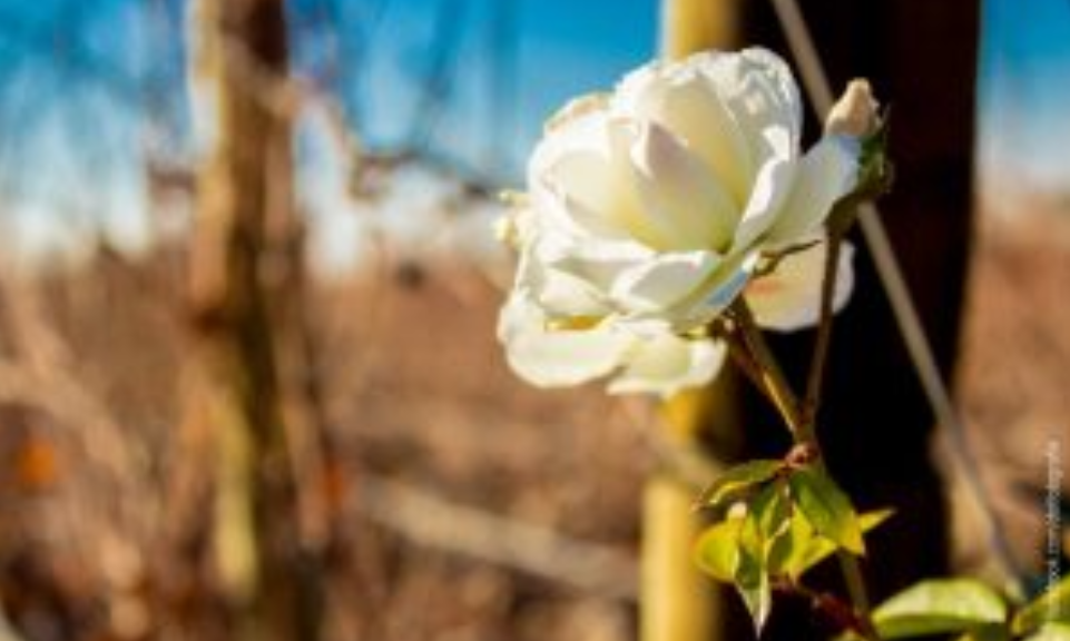 ¿Por qué se plantan rosales en las viñas?